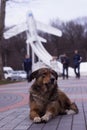 A large stray dog Ã¢â¬â¹Ã¢â¬â¹sits on the street against the backdrop of an airplane. Sad dark brown dog, a reckless animal. Vinnitsya Royalty Free Stock Photo